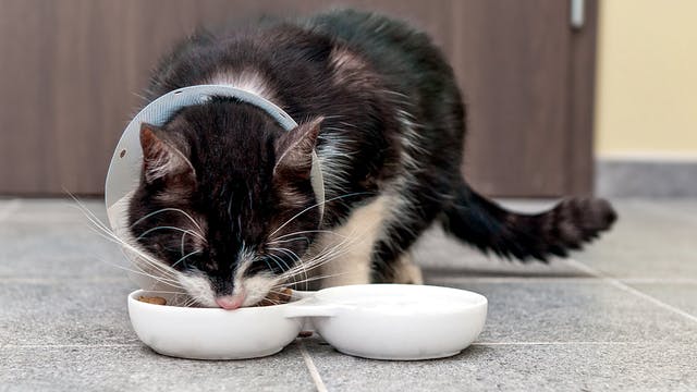 chat mange avec un collerette
