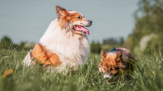 2 chiens dans un champ