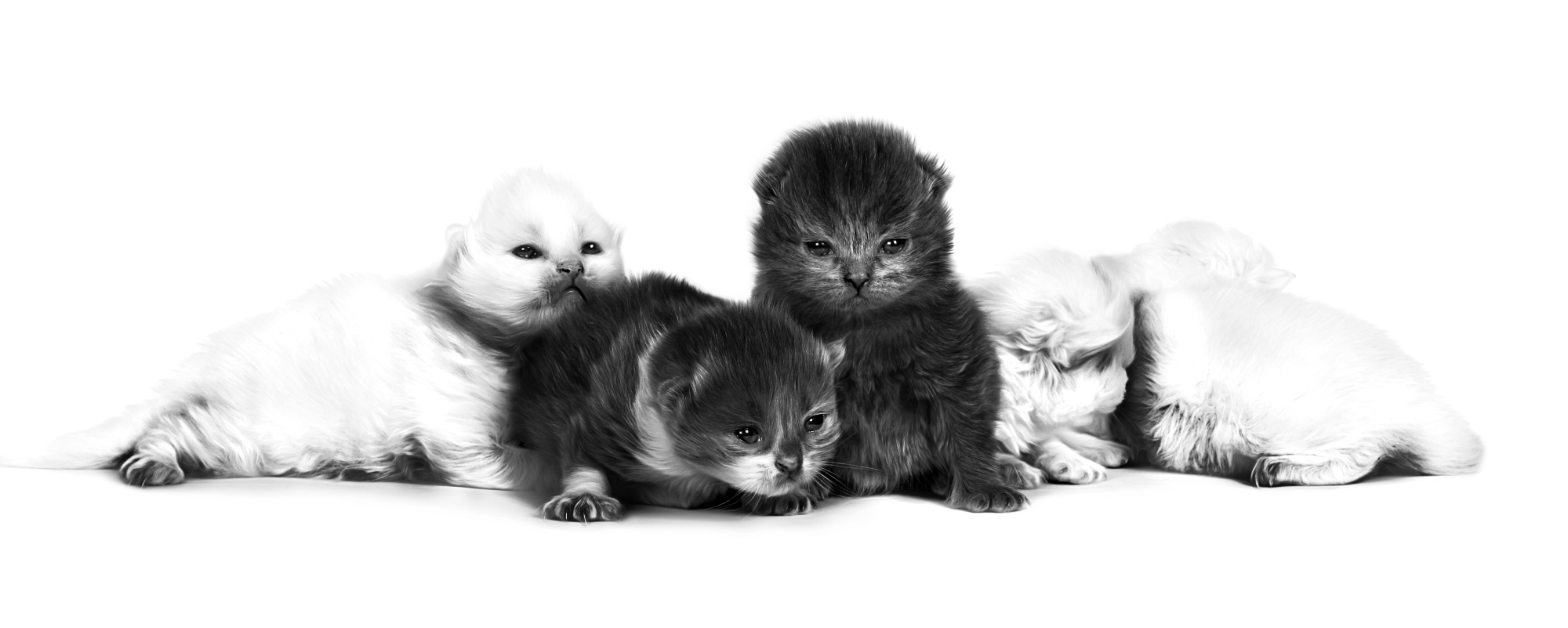 Neonatale kittens